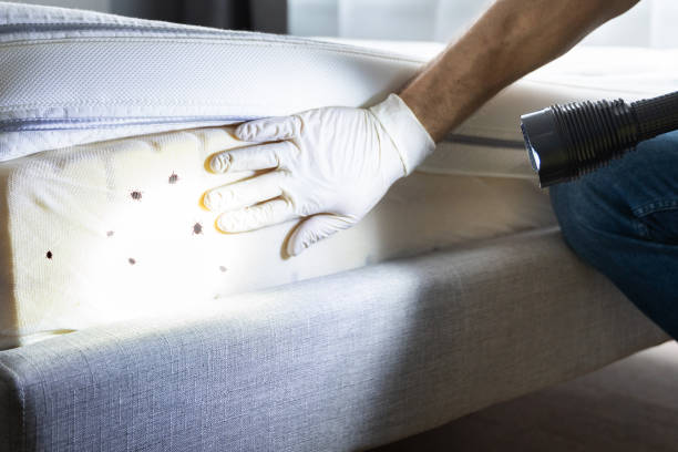 Best Wasp Removal Services  in Mcconnellstown, PA