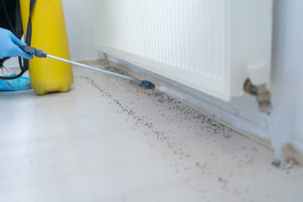 Best Local Pest Control Services  in Mcconnellstown, PA